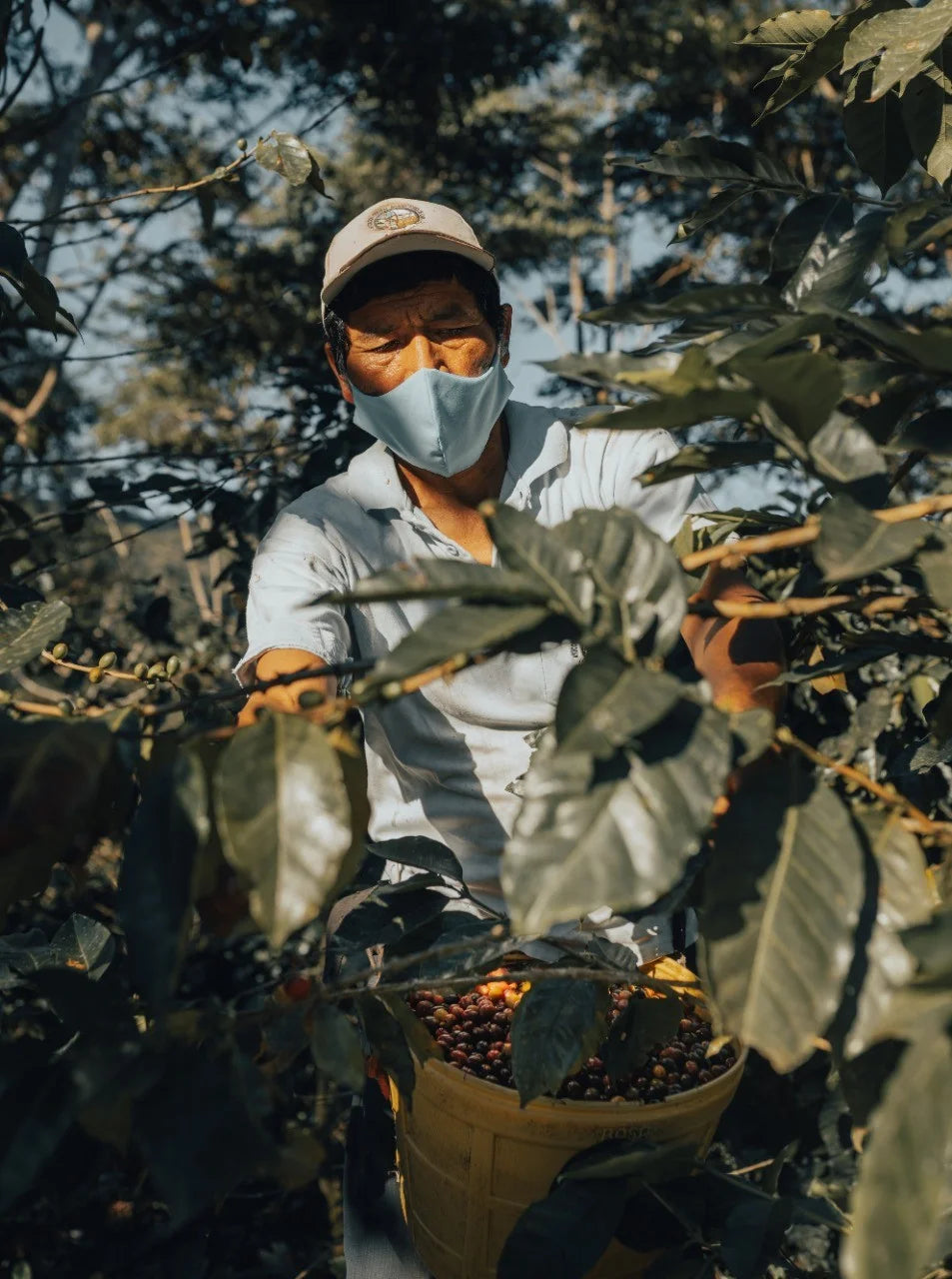 Totem Coffee • Peru Pinchanaqui • Medium